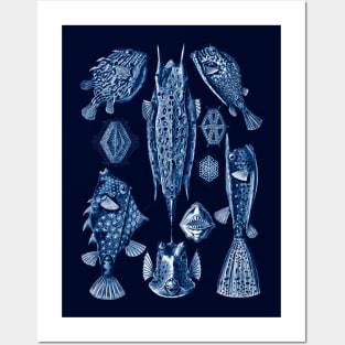 Ernst Haeckel Ostraciontes Navy Blue Posters and Art